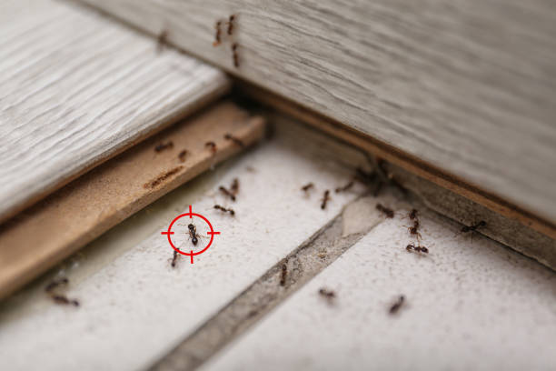 Best Best Pest Control Companies  in Maunawili, HI
